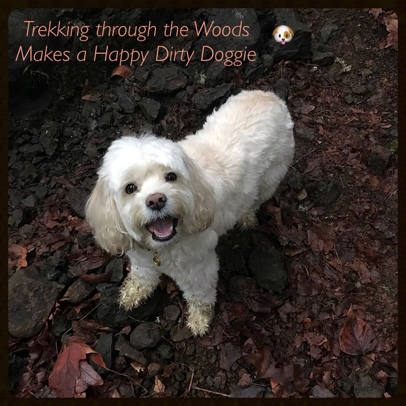 In Loving Memory of my sweet Boy…  💙Charlie - Picture 4 of 16